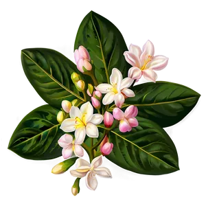 Pink Jasmine Flowers PNG 10