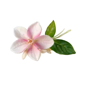 Pink Jasmine Fragrance PNG 05242024
