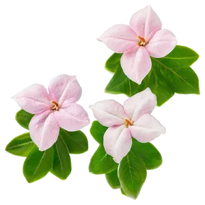 Pink Jasmine Fragrance PNG 25