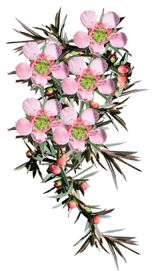 Pink Leptospermum Flowers