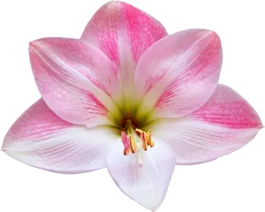 Pink Lily Flower Isolated Background PNG image