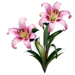 Pink Lily Flower Png 80 PNG image