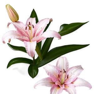Pink Lily Flowers PNG 83