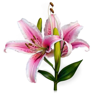 Pink Lily Flowers PNG Btf71