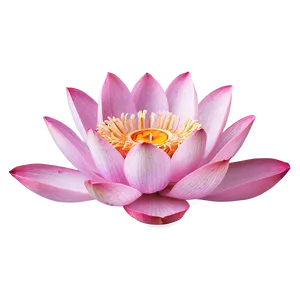 Pink Lotus Blossom Png 58 PNG image