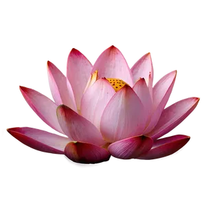 Pink Lotus Blossom Png 61 PNG image