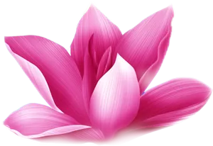Pink Lotus Blossom Transparent Background PNG image