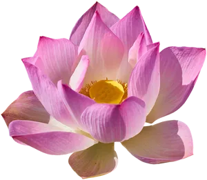 Pink Lotus Flower Black Background PNG image