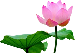 Pink Lotus Flower Black Background PNG image