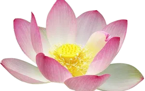 Pink Lotus Flower Black Background PNG image