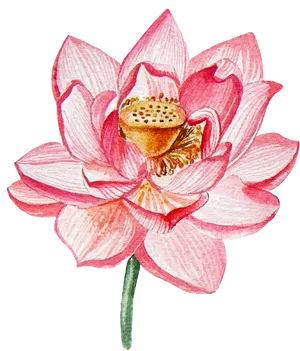 Pink Lotus Flower Illustration PNG image