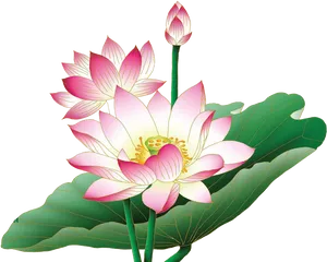 Pink_ Lotus_ Flower_ Illustration PNG image