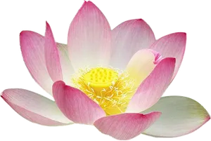 Pink Lotus Flower Isolated Background PNG image