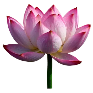 Pink Lotus Flower PNG 31