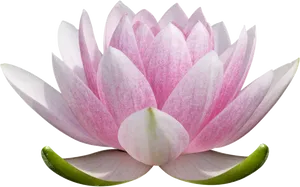 Pink Lotus Flower Transparent Background