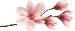 Pink Magnolia Blossom Branch PNG image