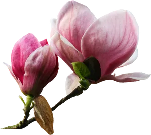 Pink_ Magnolia_ Blossoms_ Black_ Background