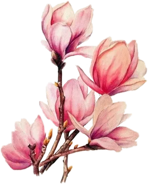 Pink Magnolia Blossoms Tattoo Design PNG image