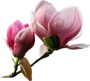 Pink Magnolia Blossoms Transparent Background