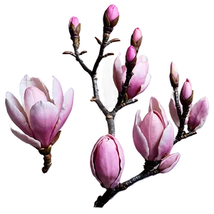 Pink Magnolia Splendor PNG 05242024 PNG