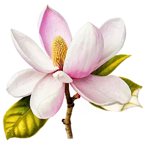 Pink Magnolia Splendor PNG 05242024 PNG
