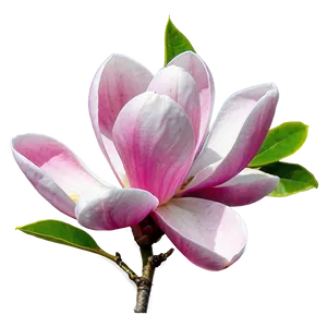 Pink Magnolia Splendor PNG 35 PNG