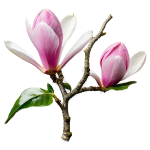 Pink Magnolia Splendor PNG Hur PNG