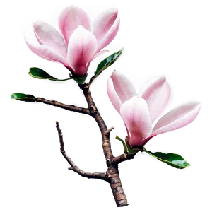 Pink Magnolia Tree Blossom Png 06212024 PNG image