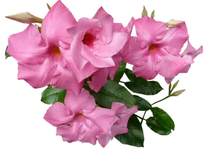 Pink Mandevilla Blooms