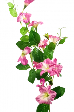 Pink Morning Glory Flowers PNG image