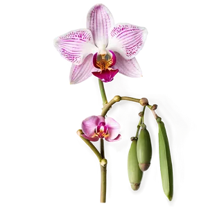 Pink Orchid Elegance PNG 05242024