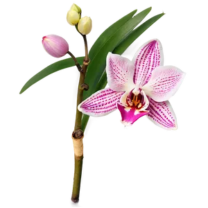 Pink Orchid Elegance PNG 15