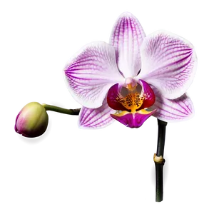Pink Orchid Elegance PNG Fey88