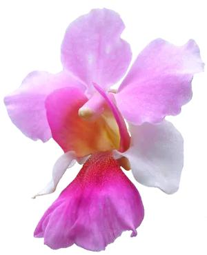 Pink Orchid Flower Isolated Background PNG