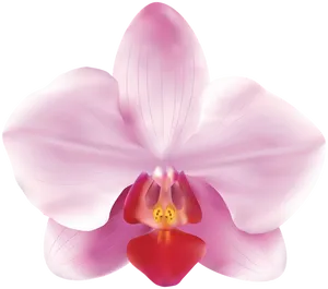 Pink Orchid Illustration PNG image