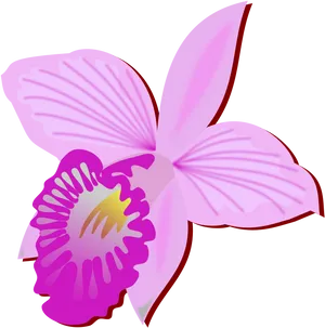 Pink Orchid Illustration PNG image