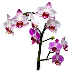 Pink Orchids Png 05242024 PNG image