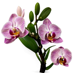 Pink Orchids PNG 51 PNG