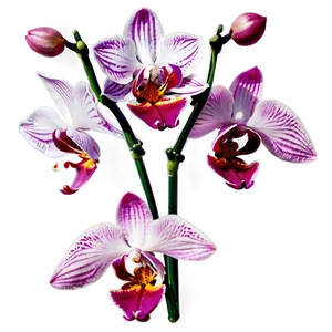 Pink Orchids PNG Ftr PNG