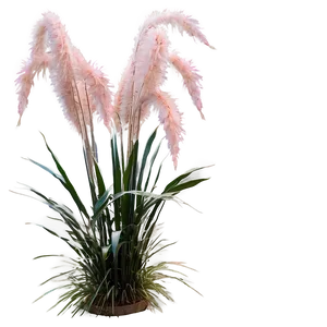 Pink Pampas Grass PNG Vai PNG