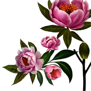Pink Peonies PNG 05242024 PNG