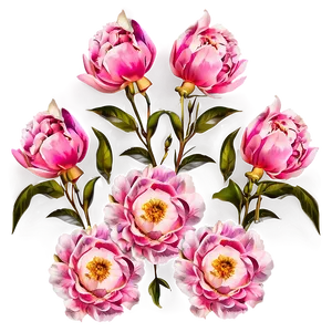 Pink Peonies Png Hsl PNG image