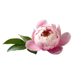 Pink Peony Bouquet PNG 05062024