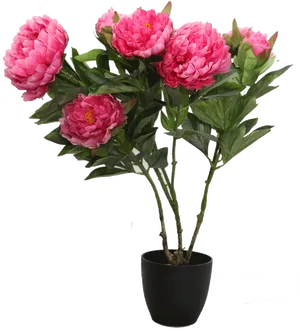 Pink Peony Bouquetin Black Pot PNG