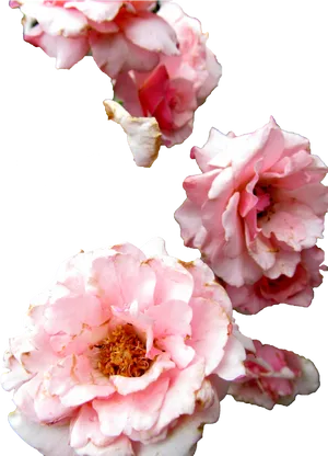 Pink Peony Cluster Transparent Background PNG image