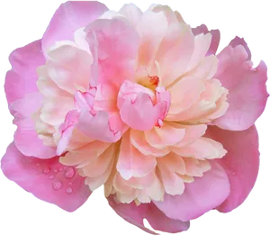 Pink Peony Dewdrops Floral Photography PNG image