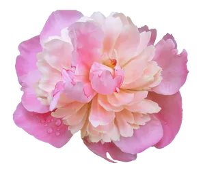 Pink Peony Flower Transparent Background PNG