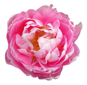 Pink Peony Transparent Background PNG image