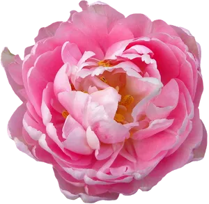 Pink Peony Transparent Background