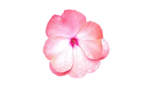 Pink Periwinkle Flower Dewdrops